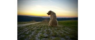 Wilczarz irlandzki – najważniejsze informacje o rasie