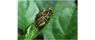 Świerszcz domowy (Acheta domesticus) - najważniejsze informacje o gatunku i hodowli