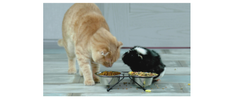 Świnka morska a kot i pies - czy takie połączenie może się udać?