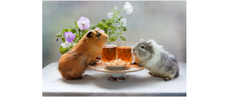 Świnka morska (kawia domowa) - najważniejsze informacje