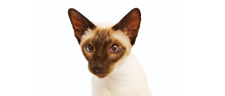 Encyklopedia kotów: rasa kot syjamski (Siamese cat)