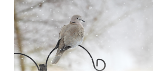 Synogarlica (Streptopelia decaocto) - poznaj lepiej gołębia, który stał się symbolem miłości