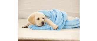 Nowy domownik - ekspert Eukanuby radzi