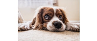 Szczeniak i kociak w domu - co musisz wiedzieć?