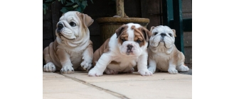 Buldog angielski (English bulldog) opis rasy - Encyklopedia psów