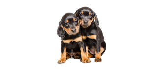 Gończy słowacki (slovensky kopov) - Encyklopedia ras psów