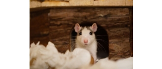 Szczury - wszystko co musisz wiedzieć o tych gryzoniach