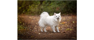 Szpic duży niemiecki - Encyklopedia psów