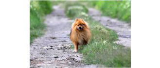 Szpic mały niemiecki - Encyklopedia psów