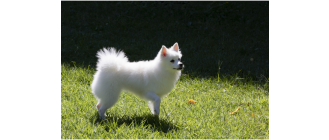 Szpic średni niemiecki - Encyklopedia psów