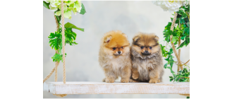 Grupa V psów w FCI: Szpice i psy w typie pierwotnym