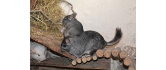 Woliera do szynszyli – budowa woliery krok po kroku