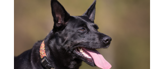 Pies tajwański (Taiwan Dog) - encyklopedia ras psów