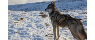 Tamaskan - encyklopedia ras psów