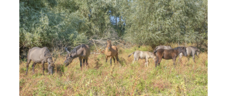 Tarpan - dziki koń stepowy - najważniejsze informacje o rasie