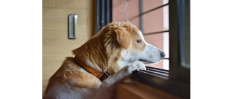 Tasiemiec u psów – najgroźniejszy psi pasożyt?