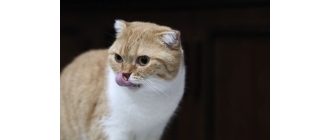 Tauryna dla kota – właściwości zdrowotne