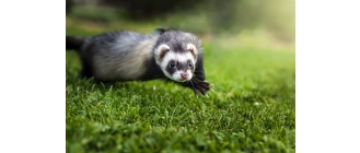 Tchórzofretki – jacy są krewniacy fretki domowej?