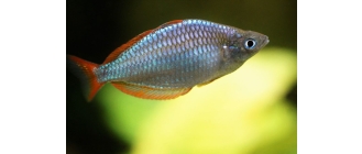 Tęczanka neonowa – najważniejsze informacje o gatunku