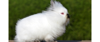 Królik karzełek teddy - opis rasy