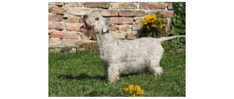 Terier czeski (cesky terrier) - encyklopedia ras psów