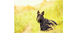 Terier szkocki - Encyklopedia ras psów