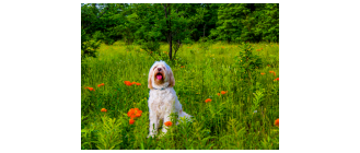 Terier tybetański (Tibetan terrier) - encyklopedia ras psów
