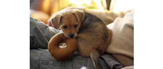 Jak przeprowadzić prawidłową socjalizację szczeniaka?