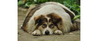 Jak odchudzić psa? Dieta i aktywność fizyczna w walce z nadmierną masą ciała pupila