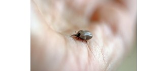 Kleszcz u psa – objawy, leczenie i usunięcie. Porady