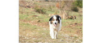 Tornjak (chorwacki pies pasterski) - duma regionów. Encyklopedia ras psów