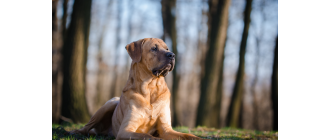 Tosa inu (mastif japoński) - Encyklopedia psów