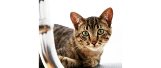 Toyger, czy tak wygląda domowy tygrys? – Encyklopedia kotów