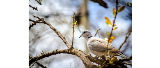 Choroby gołębi – czy wiesz na co mogą zachorować nasze gołębie?