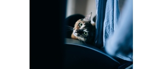 Jakie filmy zainteresują kota?