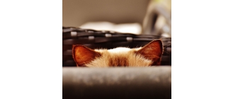 Uszy kota – jak słyszą koty i co oznacza dla nich obroża z dzwonkiem?