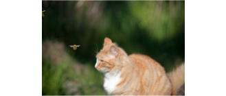 Jak postąpić, gdy pupila użądliła pszczoła lub osa?