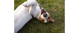 Pchle zapalenie skóry u psa