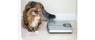 Ile powinien ważyć kot?