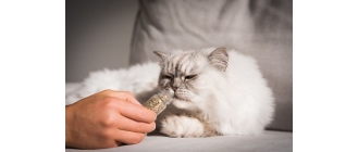 Waleriana dla kota jako sposób na relaks i zabawę