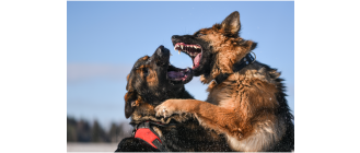 Psy bojowe i do walk - czy nadal istnieją? Historia walk psów na śmierć i życie