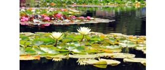 Rośliny do oczka wodnego – na jakie się zdecydować?