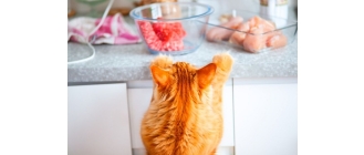 Czy wątróbka dla kota to dobre urozmaicenie jego diety?