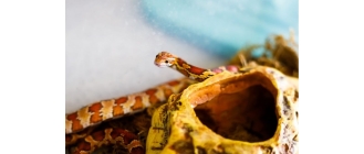 Wąż domowy i dla początkujących – najważniejsze informacje