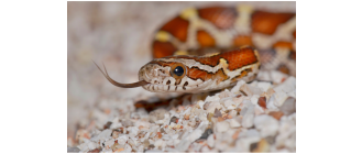 Wąż zbożowy - najważniejsze informacje o gatunku