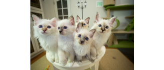 Dziwne rasy kotów TOP 10