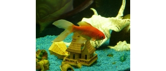 Welonki - najważniejsze informacje o gatunku