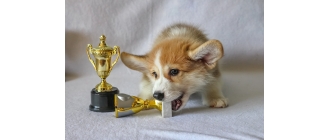 Jak oduczyć psa gryzienia – wybrane sposoby