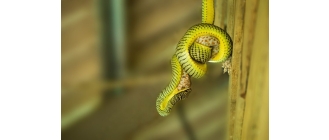 Jak przebiega wylinka u węża?