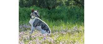 Chart whippet (chart angielski) – Encyklopedia psów
